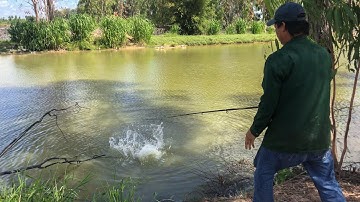 Khai Trương--câu cá giải trí--thu hút cần thủ--hội ngộ giao lưu--Vĩnh Hưng-Long An |dì tư