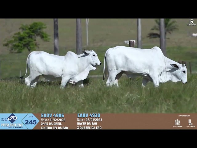LOTE 245