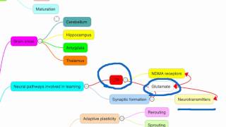 VCE Unit 4 Psych - Intro to Learning