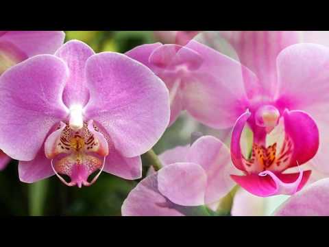 ორქიდეები