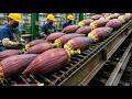 Inside Banana Blossom Processing Factory | Industrial Food Processing