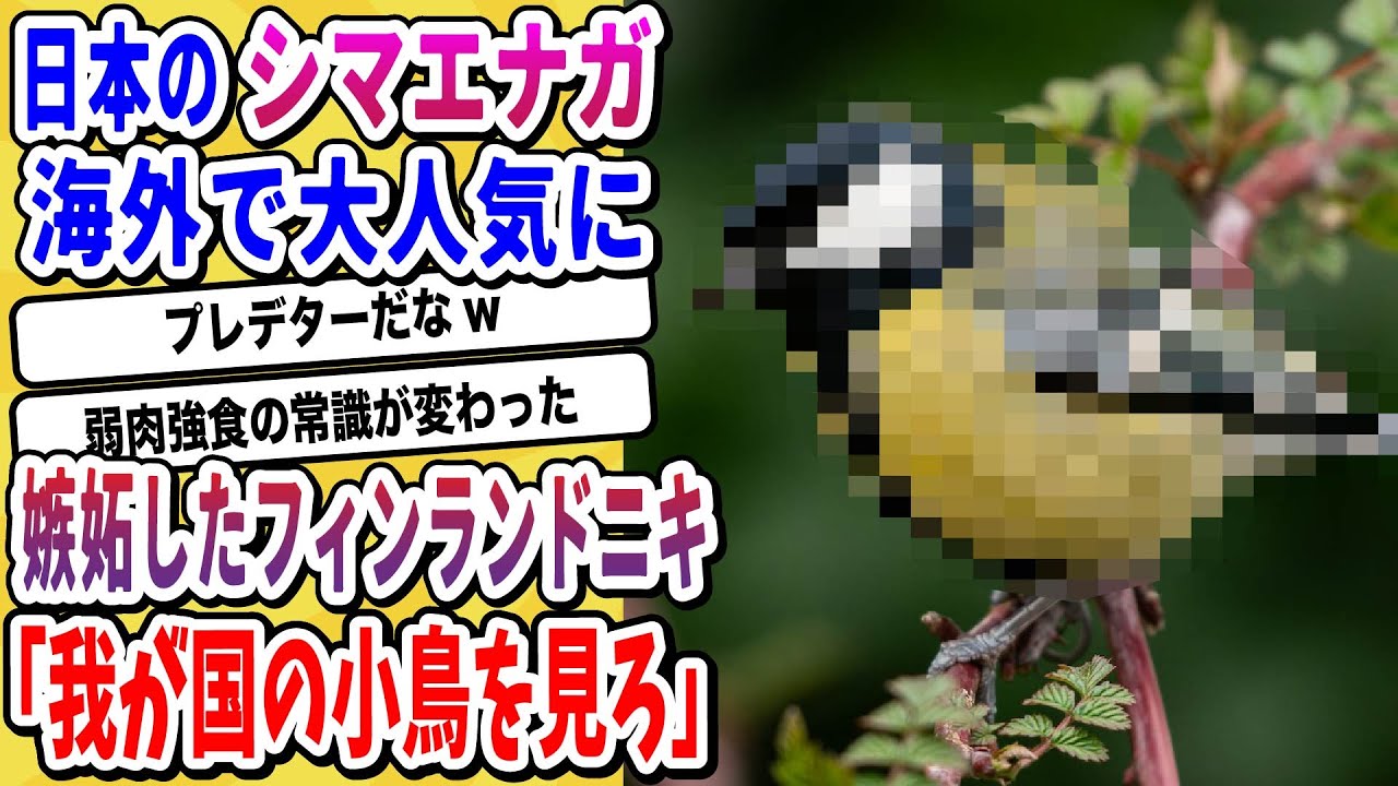 【2ch動物スレ】日本のシマエナガの世界的人気にフィンランドニキ嫉妬「うちの国の小鳥も見てくれ！」→食物連鎖の常識がバグっていると話題にwwwww【なんj/にちゃん 面白いスレ】