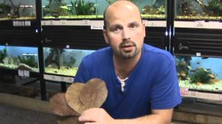 500 grams Grade A PLUS GIANT INDIAN ALMOND CATAPPA KETAPANG LEAVES aquarium 
