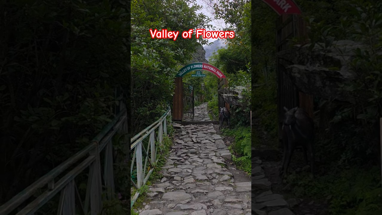 🌺 Valley of Flowers 🌺