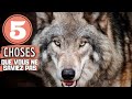 5 choses  savoir sur le loup animals animal