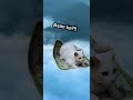 #cat #cuteanimal #madiztrup #cutecat #trending#funny