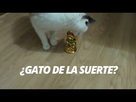 D ROSE PTY - 💢MANEKI NEKO GATO DE LA SUERTE CHINO CON