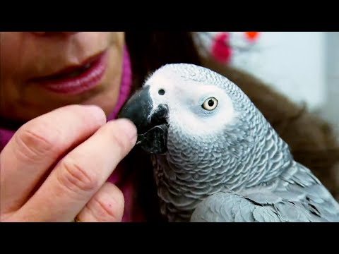 Top 5 Most Intelligent Animals | BBC Earth