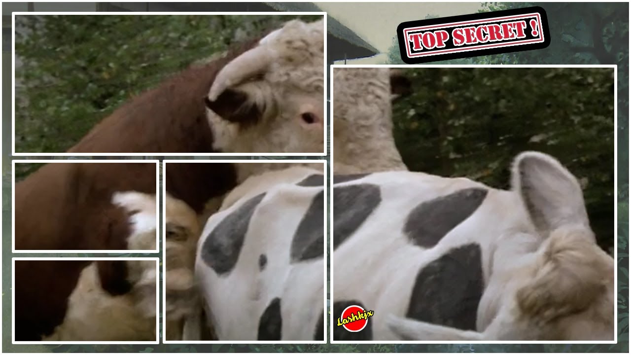 I forhold Knoglemarv Have en picnic Top Secret! - Cow - YouTube