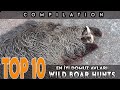 TOP 10 AMAZING KILL SHOTS WILD BOAR HUNTS-DOMUZ AVI VURUŞLAR