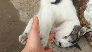 Funny moments 😍 Few minutes of funny cats life 😺🐱 by in our daily lives 273 views 1 month ago 10 minutes, 20 seconds