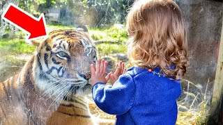 Tiger Keeps Coming After Little Girl – Then Parents Discover The Sad Reason.