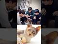 Funny Cat Video 😂😂😂#Shorts#Funkis #fails #memes