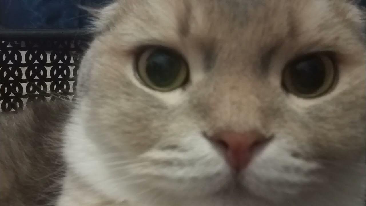 КОТИК В КОРЗИНКЕ. - YouTube