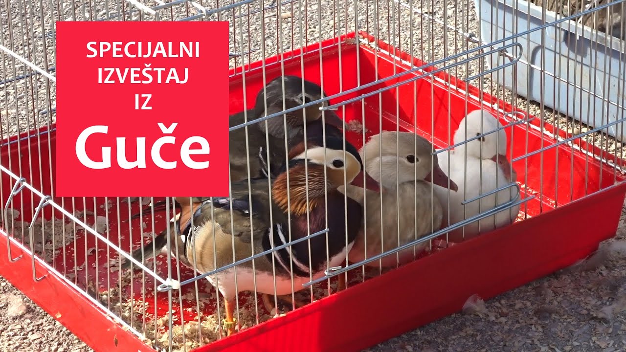 REPORTAŽA sa berze sitnih životinja | Guča 2021