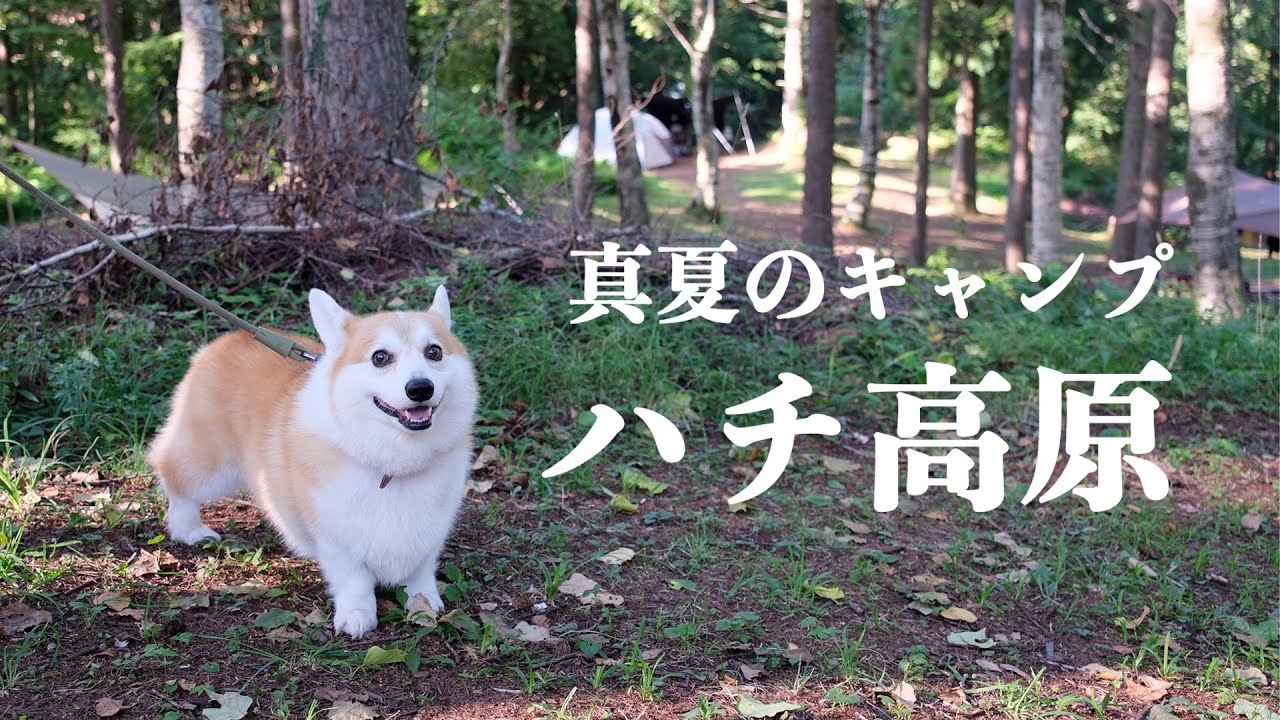 【犬とキャンプ】真夏のハチ高原（兵庫）
