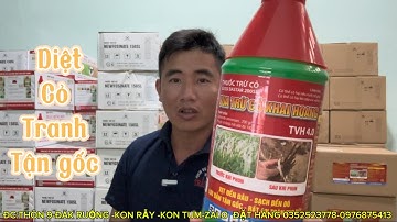 Thuốc diệt cỏ tranh tận gốc Vua trừ cỏ khai hoang