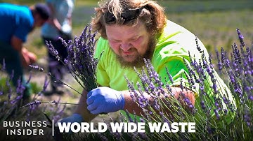 How Ex-Miners Turn Toxic Land into Lavender Farms | World Wide Waste | Business Insider