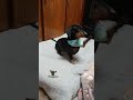 ❤️#dachshund #doxie #ダックスフンド #ダックスフンドライフ #tacskó #bassotto #gravhund #teckel #Dackel #犬 #いぬ