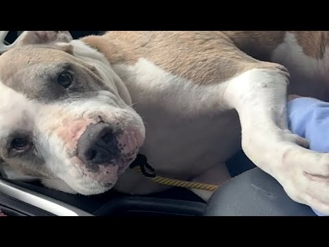 أخذت إلى منزلي أهدأ كلب من ملجأ وهذا ما حدث