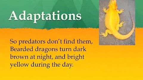 Bearded Dragons