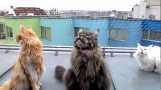 Cute Maine Coons chattering at city birds - pretty funny
