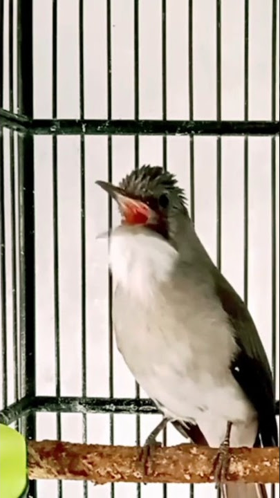 Burung Langka. Burung Viral. Brinji Kelabu Gacor