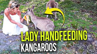 Lady Handfeeding Kangaroos a Few Bananas