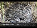 Why Young Grassland Songbirds Sleep In