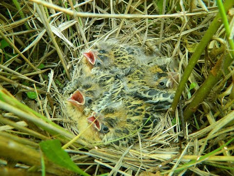 Why Young Grassland Songbirds Sleep In