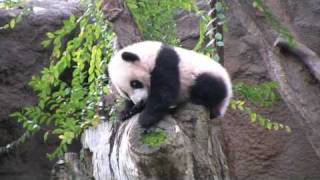 Panda Baby Climbs and Falls
