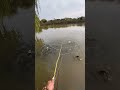 Amazing Bamboo Branch Fishing Technique! 🎣