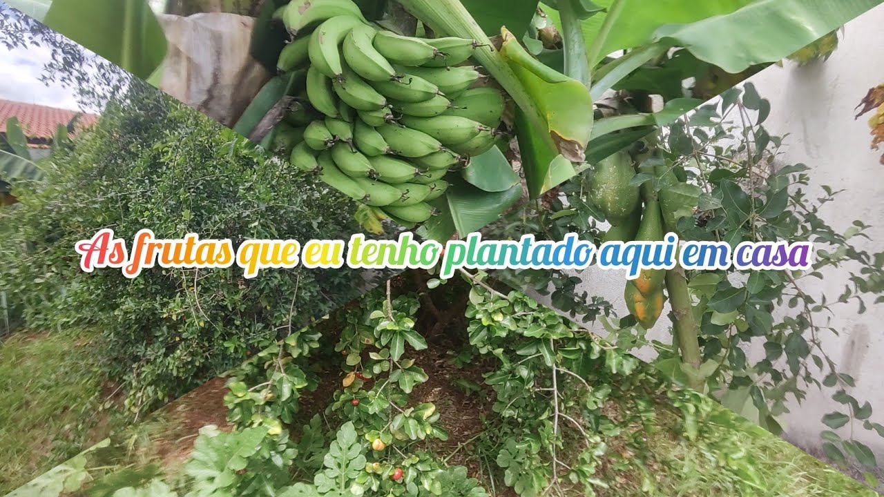 Vai ser a minha primeira colheita de acerola 🍒🍒🍒