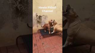 Anjing Giant Pitbull Berebut Tempat Tidur | dog videis #hewiepitbull