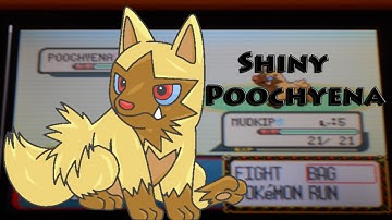 [Live Reaction] Uncatchable Shiny Poochyena after 1936 Soft Resets!