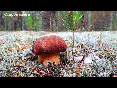 Боровики и белые