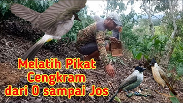 Trik Jitu... Melatih Pikat Kutilang Cengkram dari 0