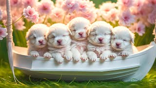 Cute Baby Animals  Funny Wild Cute Animals With Relaxing Music (Colorfully Dynamic)
