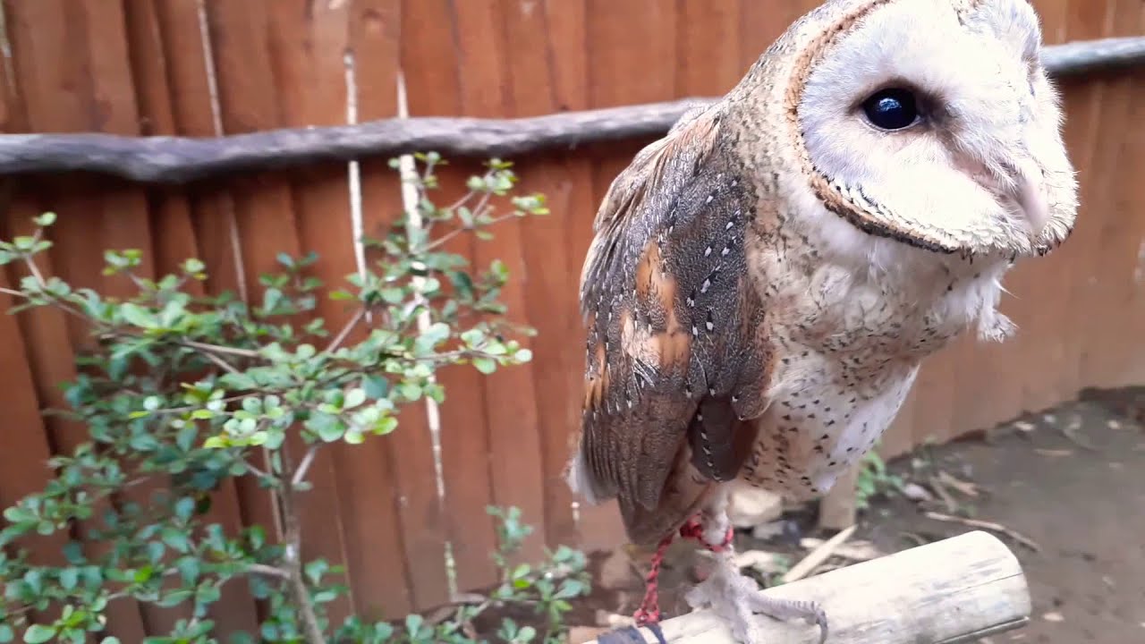 Beri Makan 3 Jenis Burung Hantu - The Indonesian Owl 