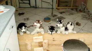 Siberian huskies singing (5 puppies and 2 adults)