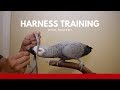 Harness Training Your Parrot