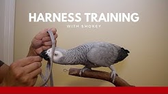 Harness Training Your Parrot