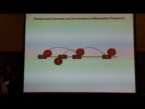 Mika: Transposable Elements and the Evolution of Mammalian Pregnancy