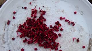 видео: Как мы сеем столовую свеклу:  лучше и надежнее! картинка: Как мы сеем столовую свеклу:  лучше и надежнее!