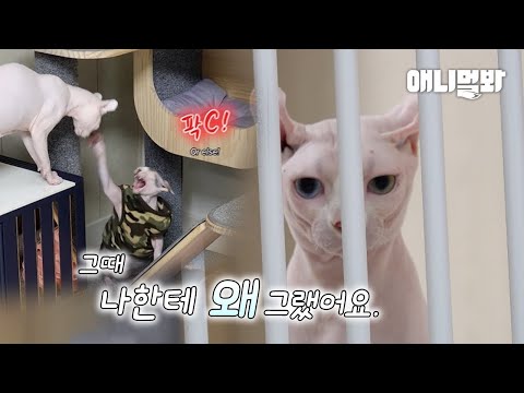 이유가 🙊ㅣSphynx <strong>Cats</strong>’ Fight <strong>With</strong> Their Toe Jellies