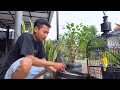 Live pagi hari