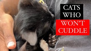 7 Shocking reasons your cat won’t cuddle! How to fix it