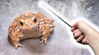 エサを食べないカエルの食欲を刺激する'魔法の杖'がこちらです by 世界カエル指食われ協会 12,732 views 3 months ago 13 minutes, 36 seconds