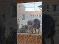 🇴🇲 OMAN - la Safari World (zoo) Pogalam Vanga🦁🐯🐅🐆🐵 #359 #minivlog #safariworld #zoo #tamilisaivlogs