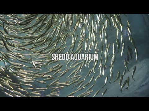 shedd-aquarium